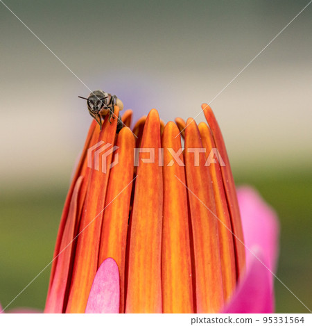 [Macro photo] A bee sucking nectar from a flower 95331564