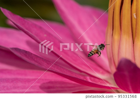 [Macro photo] A bee sucking nectar from a flower 95331568