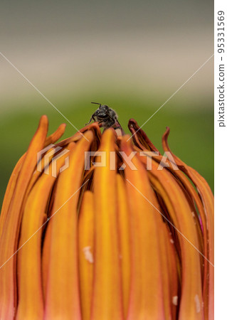 [Macro photo] A bee sucking nectar from a flower 95331569