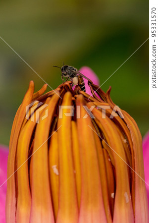 [微距照片] 蜜蜂從花中吸食花蜜 95331570