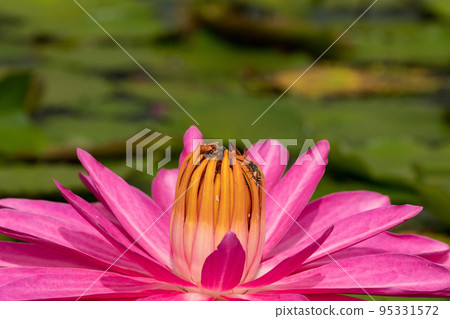 [微距照片] 蜜蜂從花中吸食花蜜 95331572