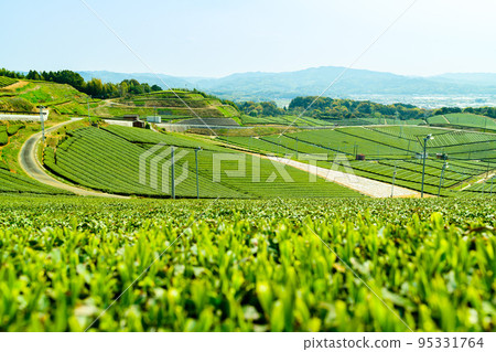 Scented scenic spot "Yame Central Tea Garden" Tourist attraction: Green carpet scenery as far as the eye can see 95331764