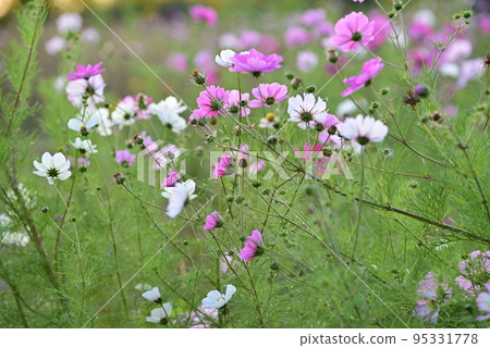 Field of white and pink sunmer flowers in the evening sun Field of white and pink sunmer flowers in the evening sun 95331778