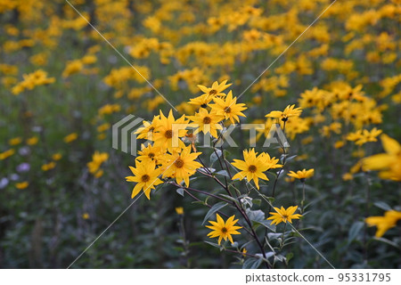 Field of small sunflowers in the evening sun 95331795