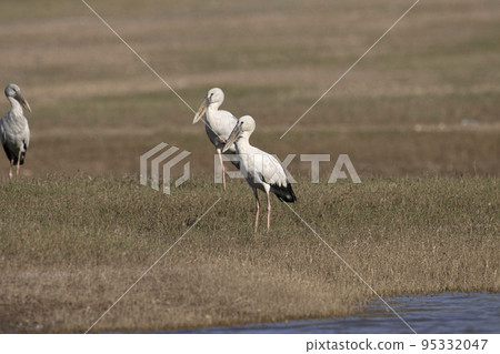 Asian openbill or Asian openbill stork, family Ciconiidae. Found mainly in the Indian subcontinent and Southeast Asia. Anastomus oscitans 95332047
