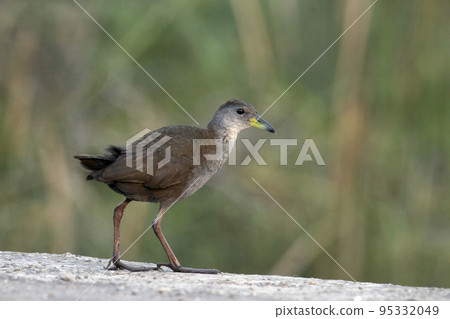 Brown crake, or brown bush-hen, is a waterbird in the rail and crake family found in South Asia. Amaurornis akool 95332049