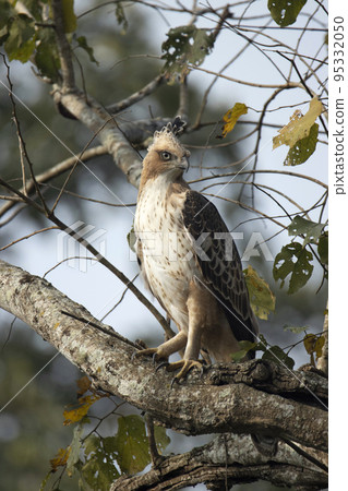 Crested serpent eagle, Spilornis cheela a medium-sized bird of prey that is found in forested habitats across tropical Asia. Crested serpent eagle, Spilornis cheela a medium-sized bird of prey that is found in forested habitats across tropical Asia. 95332050