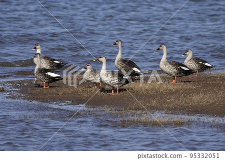 Indian spot billed duck flock a non-migratory duck found throughout freshwater wetlands in the Indian subcontinent. Anas poecilorhyncha 95332051