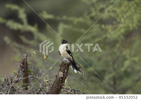 Jacobin cuckoo on tree bark.  Clamator jacobinus, pied cuckoo or pied crested cuckoo found in Africa and Asia 95332052