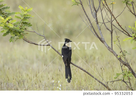 Jacobin cuckoo on tree bark. Clamator jacobinus, pied cuckoo or pied crested cuckoo found in Africa and Asia 95332053
