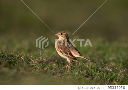 The paddyfield pipit or Oriental pipit, Anthus rufulus is a small passerine bird in the pipit and wagtail family The paddyfield pipit or Oriental pipit, Anthus rufulus is a small passerine bird in the pipit and wagtail family 95332058