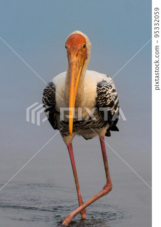 The painted stork is a large wader in the stork family. Mycteria leucocephala, India The painted stork is a large wader in the stork family. Mycteria leucocephala, India 95332059
