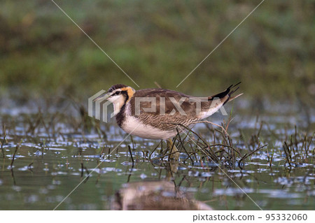 Pheasant-tailed jacanain non breeding plumage. Hydrophasianus chirurgus, India Pheasant-tailed jacanain non breeding plumage. Hydrophasianus chirurgus, India 95332060