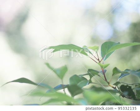 葉子在光下閃閃發光 95332135