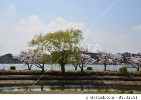 我去了千場公園看櫻花#2 我去了千場公園看櫻花#2 95332151