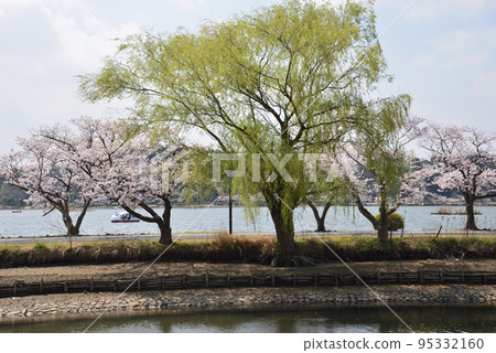 I went to Senba Park to see the cherry blossoms #7 95332160