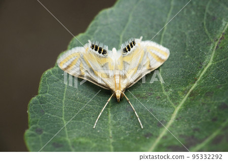 Cotton Bollworm Moth , Helicoverpa armigera, Satara, Maharashtra, India Cotton Bollworm Moth , Helicoverpa armigera, Satara, Maharashtra, India 95332292