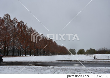 雪水杉Namiki 雪水杉Namiki 95332382