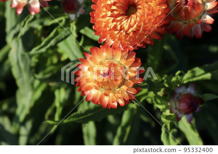 麥稈菊 橘花 黃花 麥稈菊 橘花 黃花 95332400