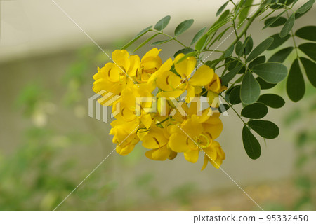 Get energized by the bright yellow flowers of the flower senna 95332450