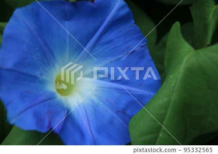 Blue morning glory flower 95332565