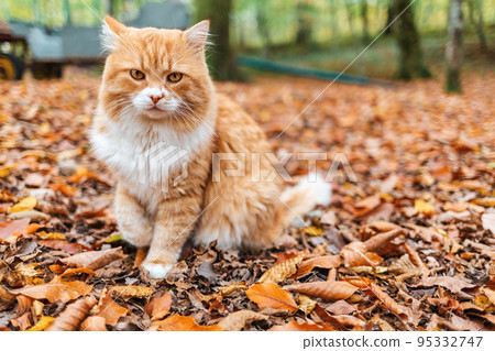 Fluffy white-red striped cat sitting in the Park on the autumn leaves. In the background, fallen leaves and trees Fluffy white-red striped cat sitting in the Park on the autumn leaves. In the background, fallen leaves and trees 95332747