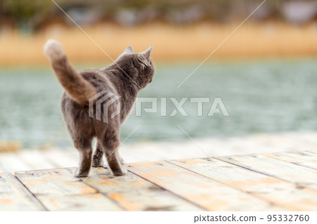 Smoky gray cat looking to the side. Rear view. The concept of Pets and their care. Copy space Smoky gray cat looking to the side. Rear view. The concept of Pets and their care. Copy space 95332760
