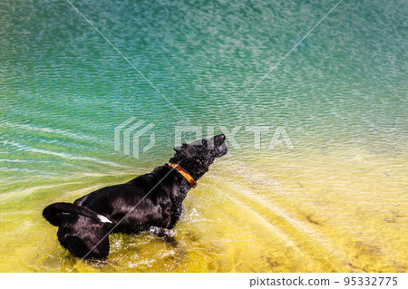 attractive, black dog playing in the river. attractive, black dog playing in the river. 95332775