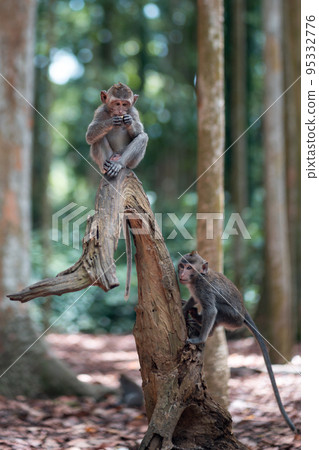 Portrait of two small macaque monkeys are playing on a tree trunk. Monkey forest, Bali, Indonesia Portrait of two small macaque monkeys are playing on a tree trunk. Monkey forest, Bali, Indonesia 95332776
