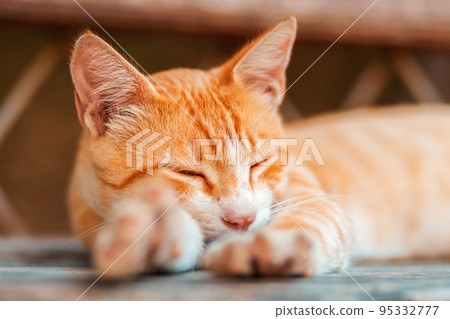 Close up portrait of a red stray cat sleeps on a bench. Concept of animal protection and adoption Close up portrait of a red stray cat sleeps on a bench. Concept of animal protection and adoption 95332777