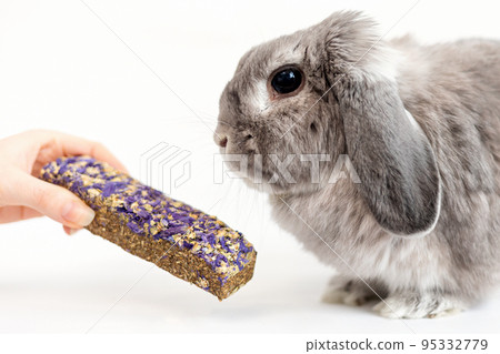 Balanced diet. A small decorative lop-eared rabbit is given a pellet in the hand. White background. Close up. The concept of caring for pets Balanced diet. A small decorative lop-eared rabbit is given a pellet in the hand. White background. Close up. The concept of caring for pets 95332779