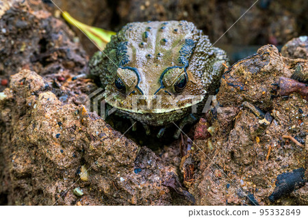 A bullfrog standing on a rock 95332849