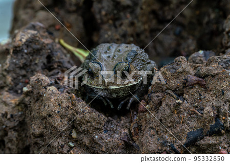 A bullfrog standing on a rock 95332850
