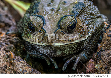 A bullfrog standing on a rock 95332851