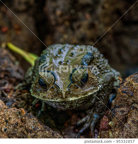 A bullfrog standing on a rock 95332857