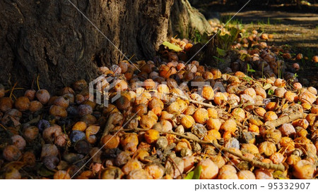 A large amount of ginkgo nuts at the foot of the ginkgo tree 95332907