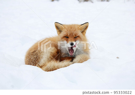 昏昏欲睡的赤狐「北海道北見市」 95333022