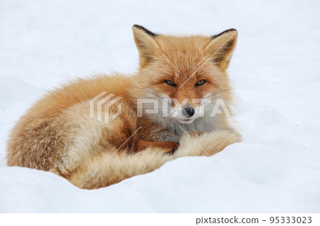 昏昏欲睡的赤狐「北海道北見市」 昏昏欲睡的赤狐「北海道北見市」 95333023