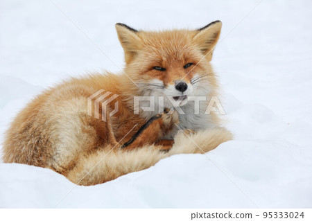 昏昏欲睡的赤狐「北海道北見市」 95333024