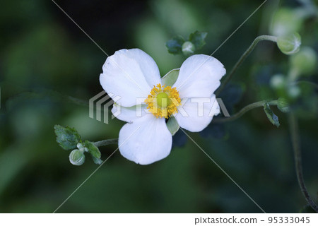 Beautiful white Anemone chrysanthemum flowers 95333045