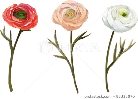 Ranunculus 3 vector illustration set Ranunculus 3 vector illustration set 95333070