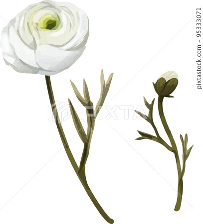 Ranunculus white watercolor style vector illustration set Ranunculus white watercolor style vector illustration set 95333071