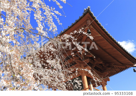 從垂枝櫻花樹下看到的高崎市慈源寺鐘樓 從垂枝櫻花樹下看到的高崎市慈源寺鐘樓 95333108