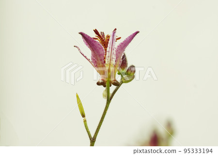 hototogisu的紫色小花獨特又可愛 95333194