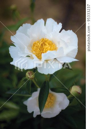 Beautiful peony flower in a garden 95333237
