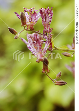 The small purple flowers of the hototogisu are unique and cute The small purple flowers of the hototogisu are unique and cute 95333238