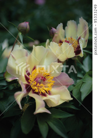 Beautiful peony flower in a garden 95333249