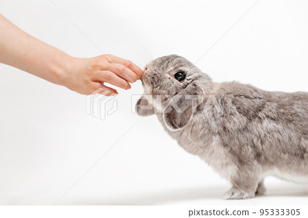 A woman feeds a lop-eared gray rabbit. White background, side view. Hand and animal close-up. The end of pet feeding and treatment A woman feeds a lop-eared gray rabbit. White background, side view. Hand and animal close-up. The end of pet feeding and treatment 95333305
