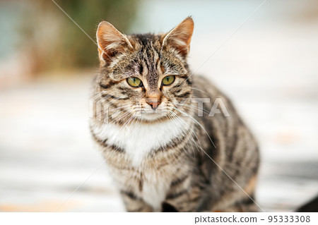 Portrait of a brown tabby cat sitting on a wooden porch. The concept of Pets and their care 95333308