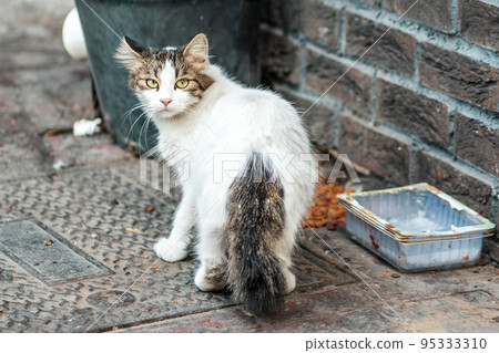 A stray cat looks around fearfully, standing near a trash can and a dirty bowl. Close up. Concept of pet care and protection A stray cat looks around fearfully, standing near a trash can and a dirty bowl. Close up. Concept of pet care and protection 95333310